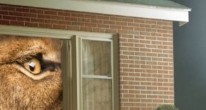 La Vraie Vie de Adeline Dieudonné