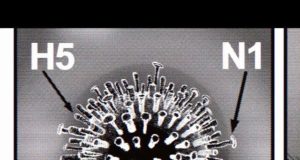 Tome 1 de Virus, une nouvelle BD contagieuse