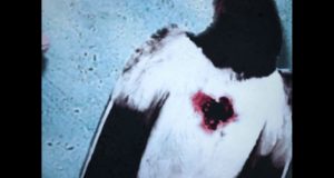 De bonnes raisons de mourir, bande annonce